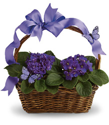 Violets And Butterflies In Louisville, KY, In Kentucky, Schmitt's Florist